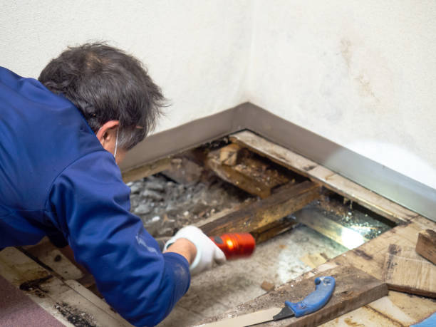 Best Affordable Mold Removal  in Madill, OK