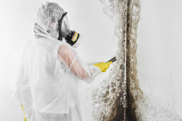 Professional Mold Removal in Madill, OK