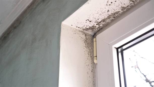 Best Emergency Mold Removal  in Madill, OK