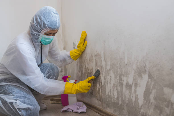Best Office Mold Removal Services  in Madill, OK
