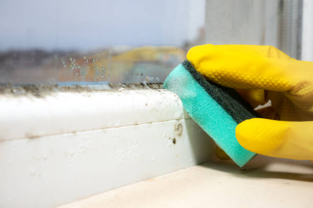 Best Office Mold Removal Services  in Madill, OK