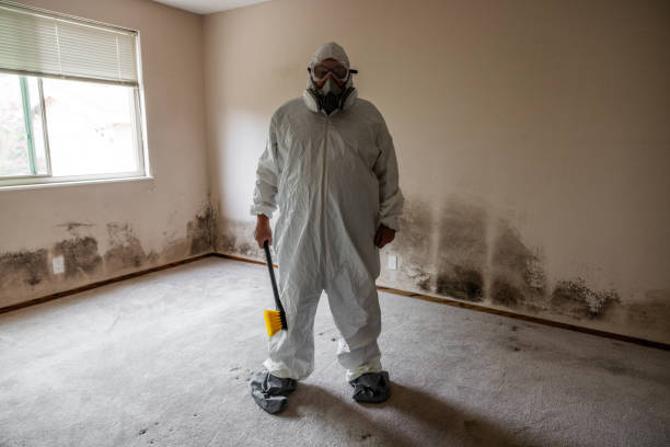 Best Affordable Mold Removal  in Madill, OK