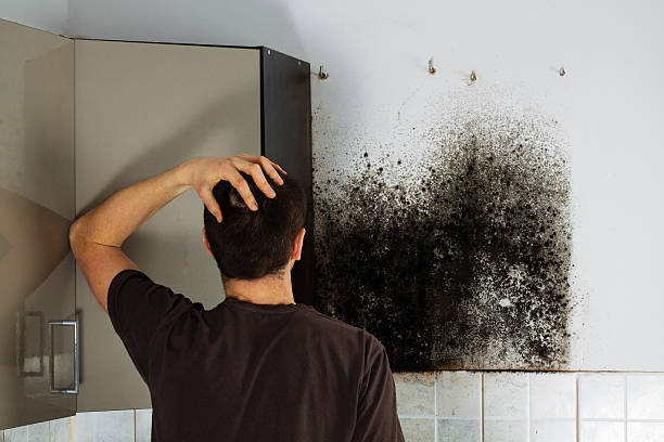 Best Mold Remediation Experts  in Madill, OK